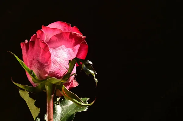 Close Tiro Rosa Bonita Rosa Fundo Escuro — Fotografia de Stock