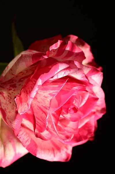 Close Tiro Rosa Bonita Rosa Fundo Escuro — Fotografia de Stock