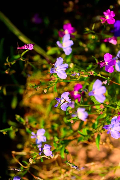 花园中美丽的紫色和粉色花朵的近景 — 图库照片