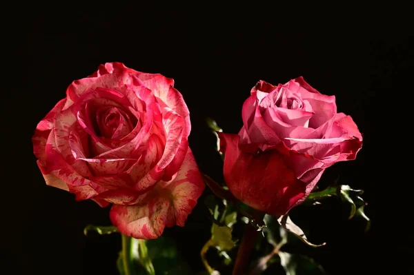Zbliżenie Strzał Piękne Różowe Róże Ciemnym Tle — Zdjęcie stockowe