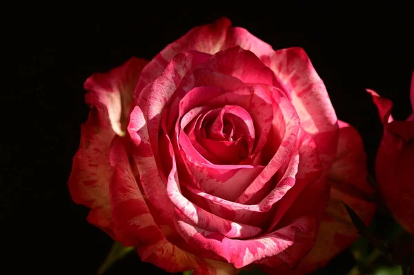 Primo Piano Colpo Bella Rosa Rosa Sfondo Scuro — Foto Stock
