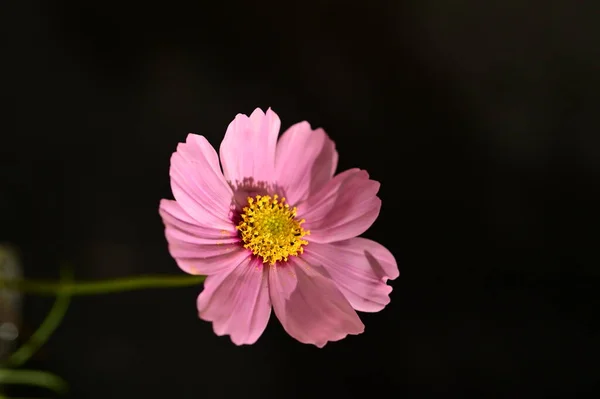Close Shot Beautiful Pink Flower Dark Background — Stock Photo, Image