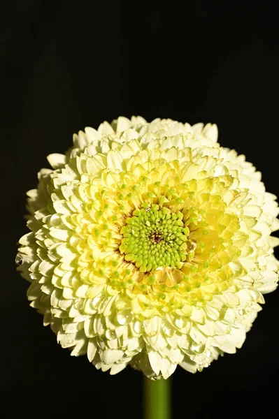 Krásná Žlutá Chryzantéma Květ Černém Pozadí — Stock fotografie