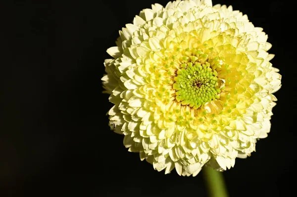 Mooie Gele Chrysant Bloem Zwarte Achtergrond — Stockfoto