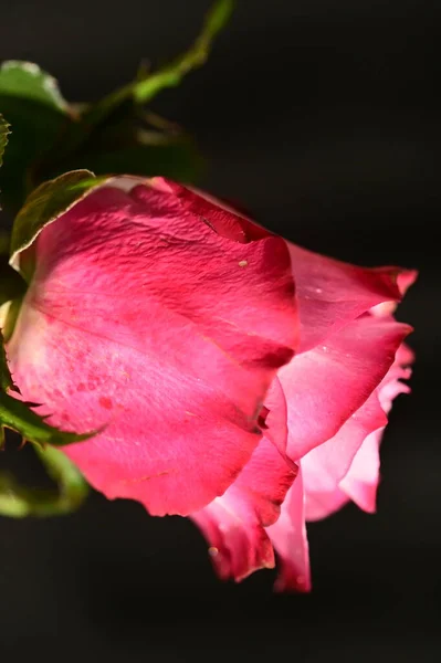 深暗模糊背景下的漂亮粉红玫瑰近照 — 图库照片