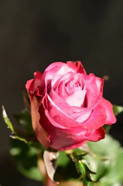 Close Shot Beautiful Pink Rose Dark Blurred Background — Stock Photo, Image
