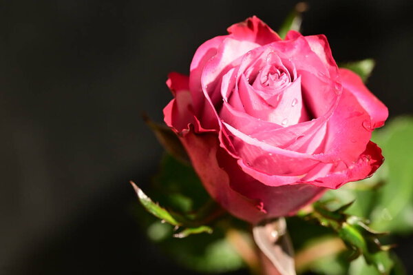 Close up shot of beautiful pink rose on dark blurred background