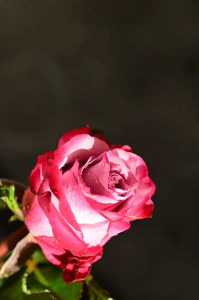 Gros Plan Belle Rose Rose Sur Fond Sombre Flou — Photo