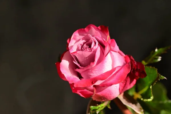 Крупним Планом Знімок Красивої Рожевої Троянди Темному Розмитому Фоні — стокове фото