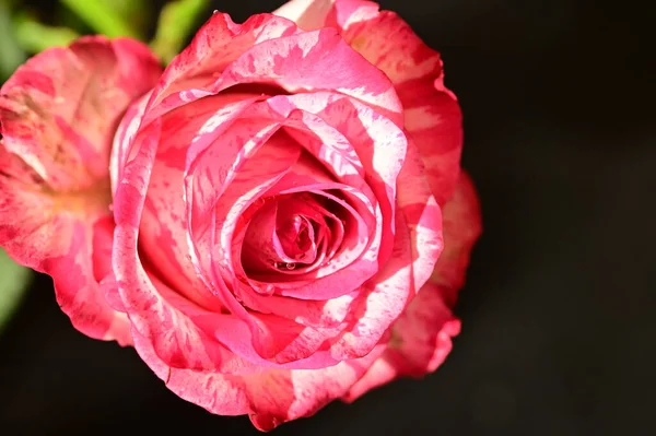 Крупным Планом Снимок Красивой Розовой Розы Темном Размытом Фоне — стоковое фото