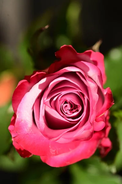 Крупним Планом Знімок Красивої Рожевої Троянди Темному Розмитому Фоні — стокове фото