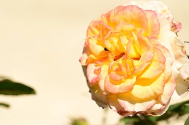 Bahçede güzel, narin bir gül, bulanık bir arka plan.