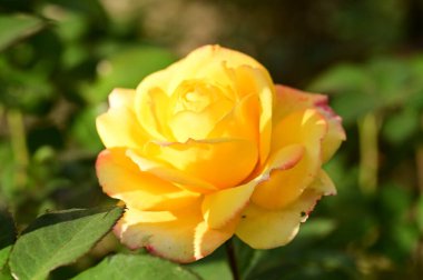 Bahçedeki güzel sarı gül çiçeğinin yakın görüntüsü