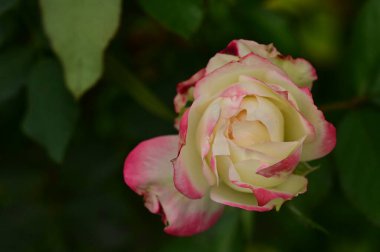 Bahçedeki güzel beyaz ve pembe gül çiçeğinin yakın görüntüsü