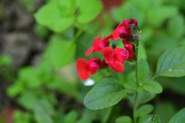 Bahçedeki güzel kırmızı çiçekleri kapat.
