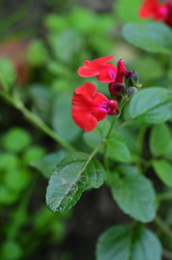 Bahçedeki güzel kırmızı çiçekleri kapat.