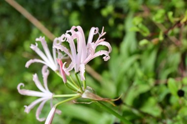 Bahçedeki güzel beyaz çiçekleri kapat.