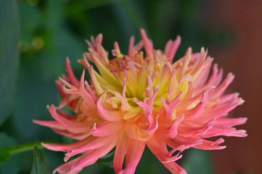 Bahçedeki güzel sarı ve pembe çiçeğin yakın görüntüsü.