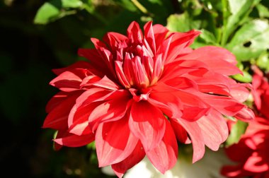 Bahçedeki güzel kırmızı çiçekleri kapat.