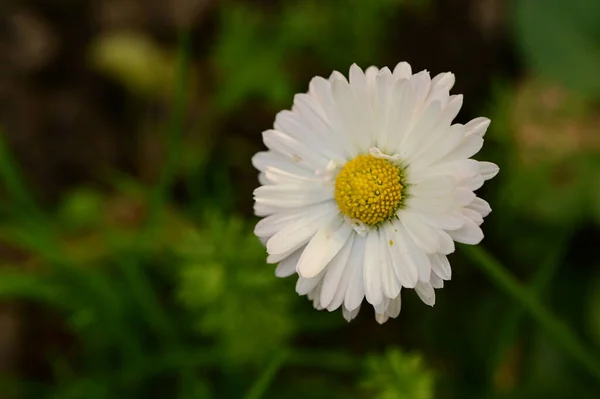 Nahaufnahme Von Schönen Weißen Blumen Garten — Stockfoto