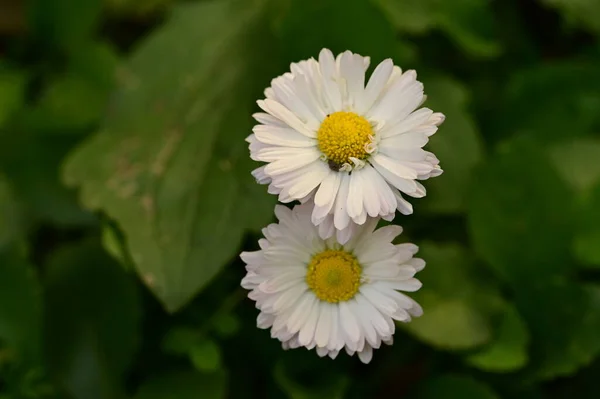 Vista Cerca Hermosas Flores Blancas Jardín — Foto de Stock