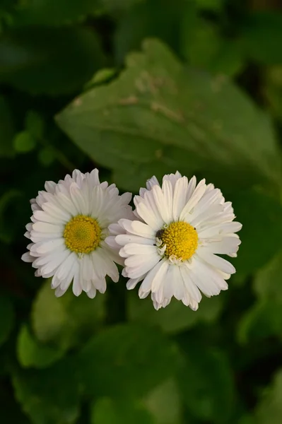 Närbild Vackra Vita Blommor Trädgården — Stockfoto