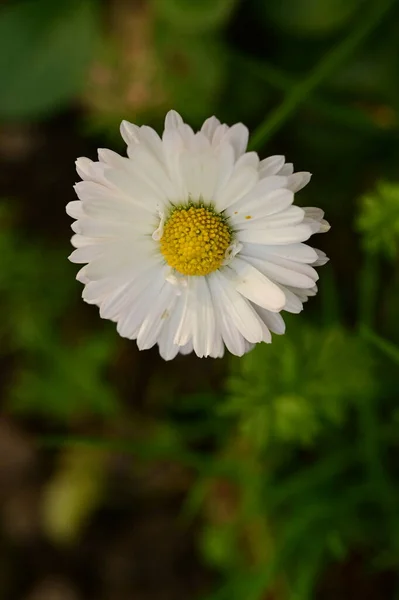 Nahaufnahme Von Schönen Weißen Blumen Garten — Stockfoto