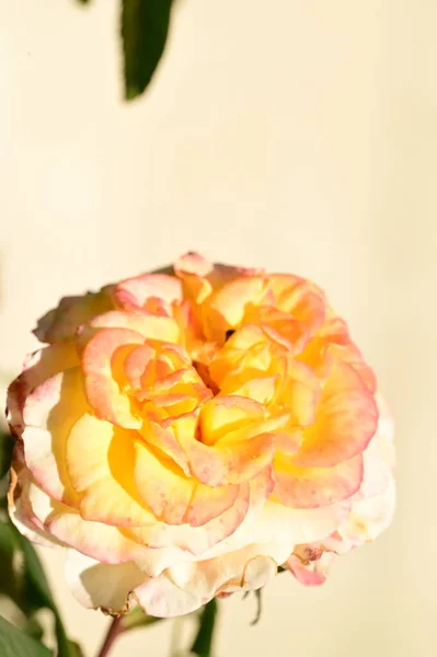 Belle Rose Tendre Dans Jardin Fond Flou — Photo