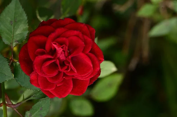 Вид Красивый Цветок Красной Розы Саду — стоковое фото