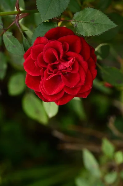 Vue Rapprochée Belle Fleur Rose Rouge Dans Jardin — Photo