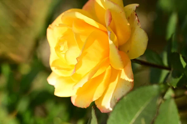 Närbild Vacker Gul Ros Blomma Trädgården — Stockfoto