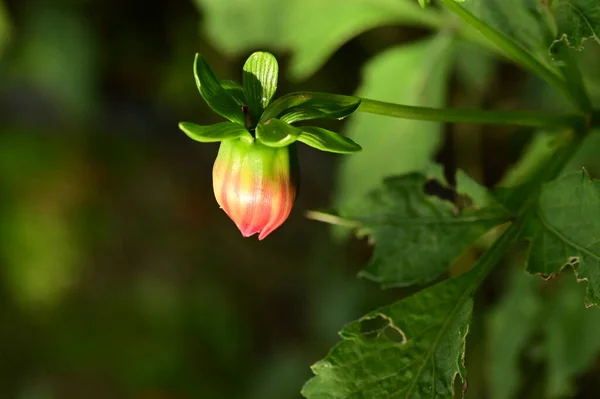 Vista Cerca Hermosas Flores Rojas Jardín —  Fotos de Stock