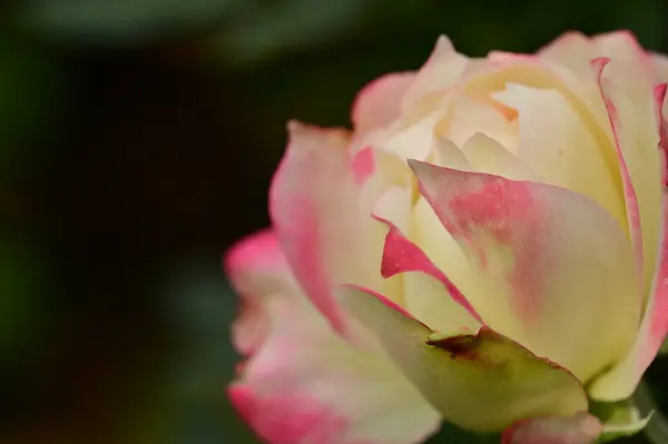 Nahaufnahme Der Schönen Weißen Und Rosa Rosenblüte Garten — Stockfoto