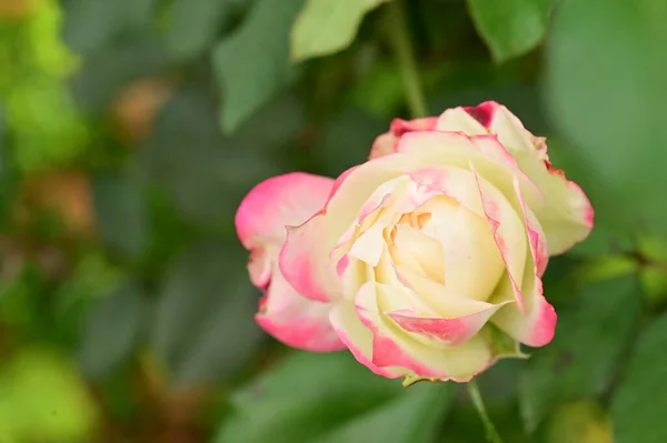 Κοντινή Θέα Του Όμορφου Λευκού Και Ροζ Τριαντάφυλλου Στον Κήπο — Φωτογραφία Αρχείου