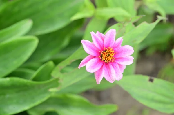 花园中美丽的粉红色花朵的近景 — 图库照片