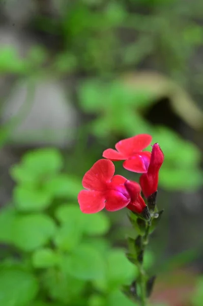 Närbild Vackra Röda Blommor Trädgården — Stockfoto