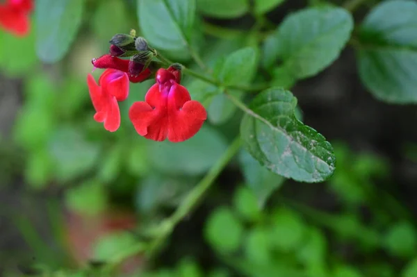 Close Uitzicht Mooie Rode Bloemen Tuin — Stockfoto