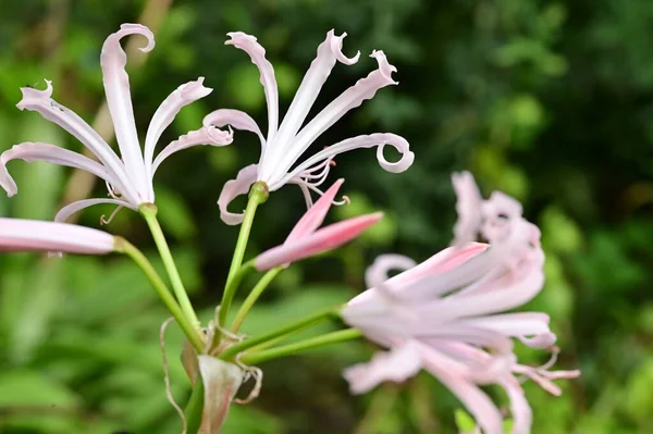 Vista Cerca Hermosas Flores Blancas Jardín — Foto de Stock