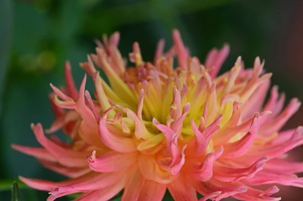Közeli Kilátás Gyönyörű Sárga Rózsaszín Virág Kertben — Stock Fotó