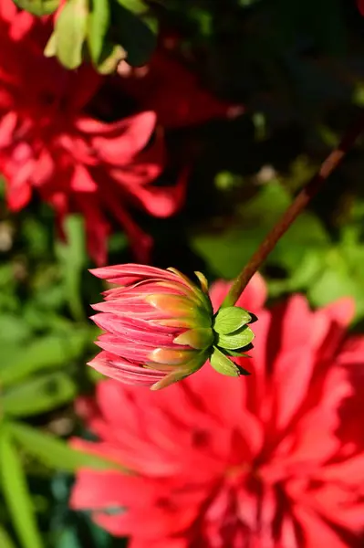Κοντινή Θέα Των Όμορφων Κόκκινων Λουλουδιών Στον Κήπο — Φωτογραφία Αρχείου