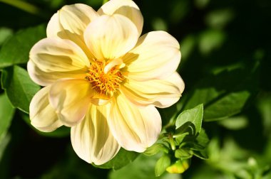 Bahçedeki güzel sarı çiçekleri kapat.