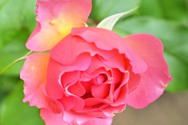 Bahçedeki güzel pembe gül çiçeğinin yakın görüntüsü