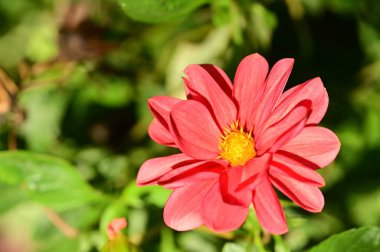 Bahçedeki güzel pembe çiçeklerin yakın görüntüsü