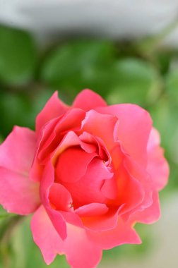 Bahçedeki güzel pembe gül çiçeğinin yakın görüntüsü