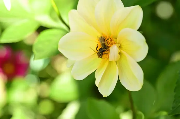 Close View Bees Sitting Beautiful Yellow Flowers Garden — Stock Photo, Image