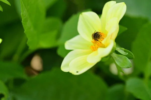 Bee Sitting Yellow Flower Garden — Stock Photo, Image