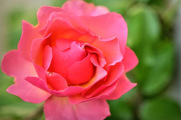 Närbild Vacker Rosa Ros Blomma Trädgården — Stockfoto