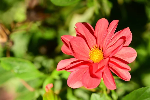 Vue Rapprochée Belles Fleurs Roses Dans Jardin — Photo