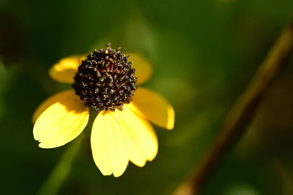 Vista Cerca Hermosas Flores Amarillas Jardín — Foto de Stock