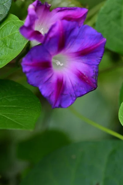 鸟瞰花园中美丽的紫色花朵 — 图库照片